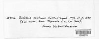 Image of Tapesia caulium